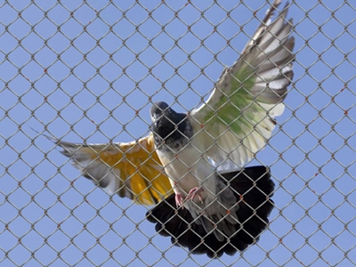 Balcony Safety Nets in Hyderabad